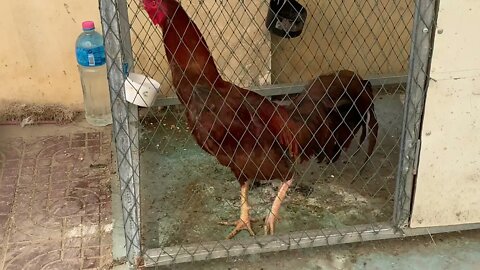 Cock