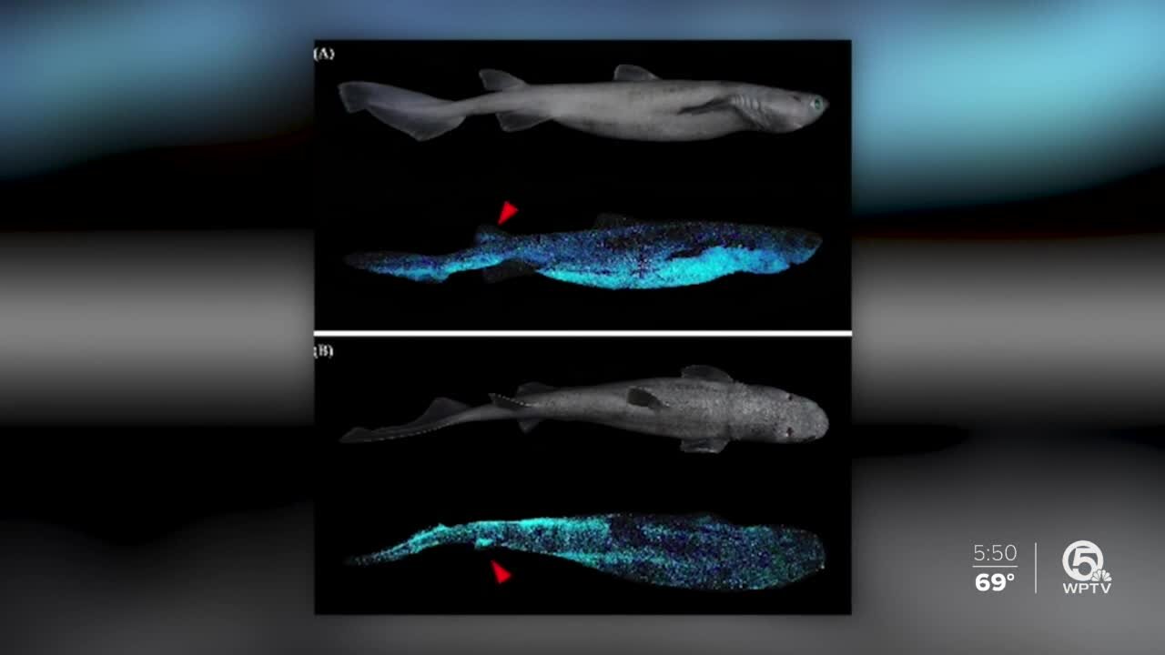 Glowing sharks discovered off New Zealand