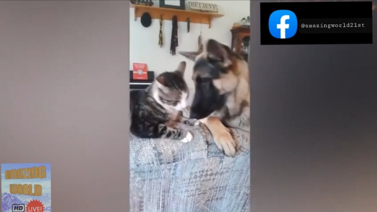 Cats and dogs funny fights.