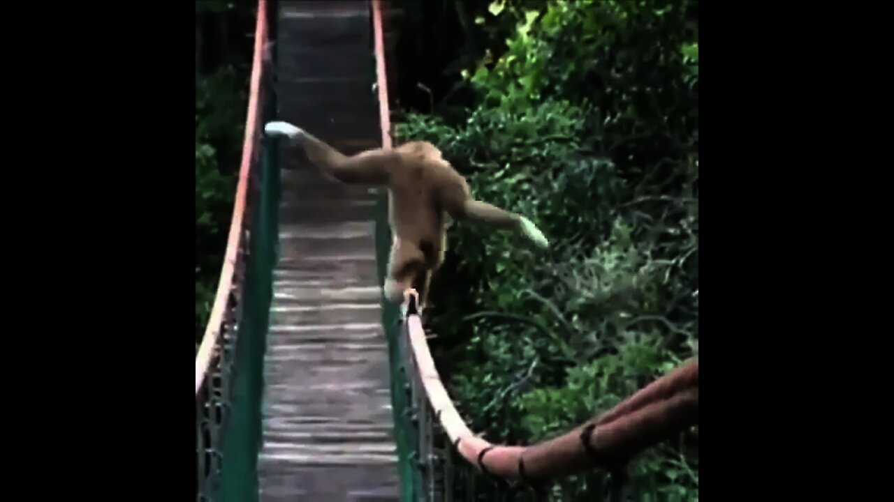 A Gibbon is crossing the Bridge | #Shorts #Animals #Wildlife