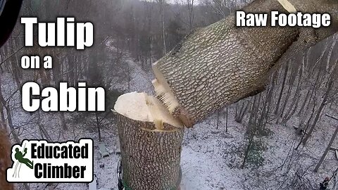 (Raw Footage) Tulip on a Cabin: Skin it up, Top it out, Flop the peg | Arborist Climbing, Rigging