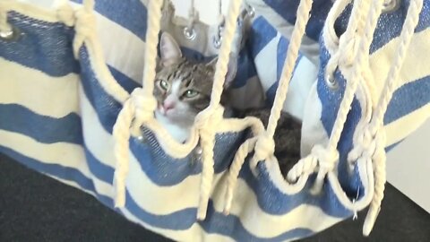 Kitten Rudolph Loves His New Crib