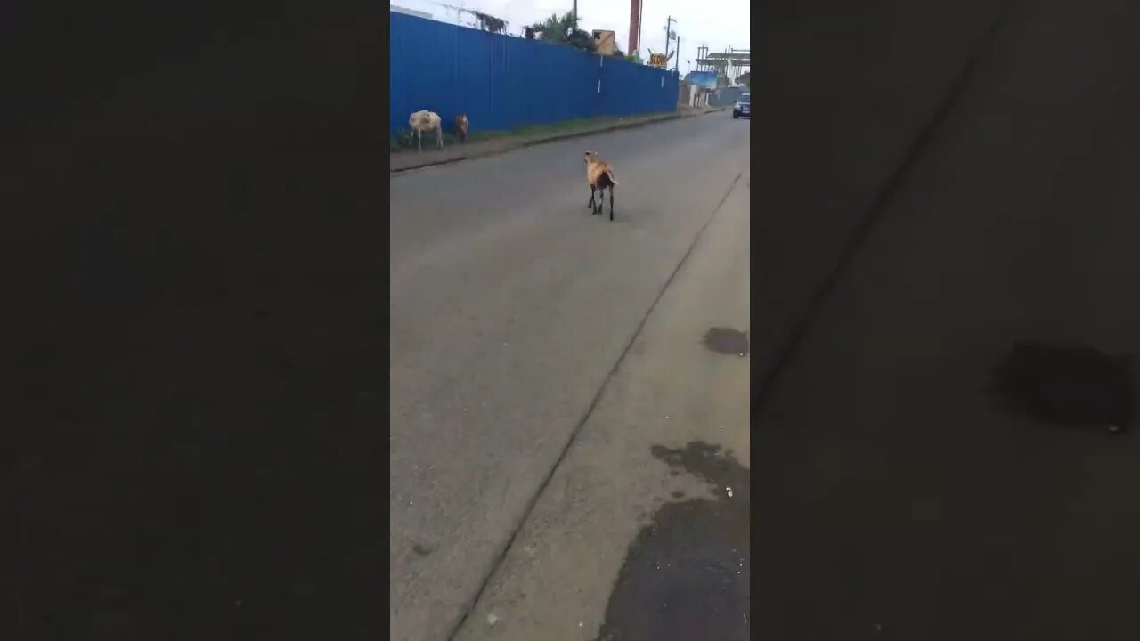 THE MATRIX NEARLY KILLS THE GOAT