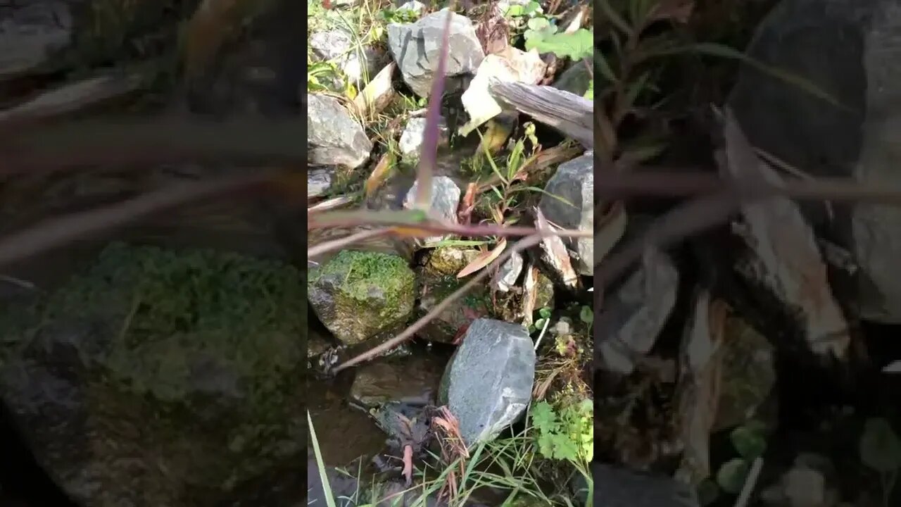 Surface spring flowing water