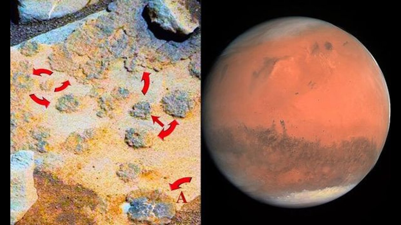 NASA spots fungus growing on Mars in NASA rover photos.