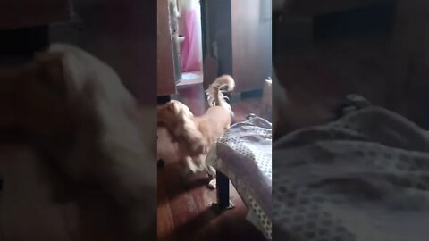 golden dog , shorts