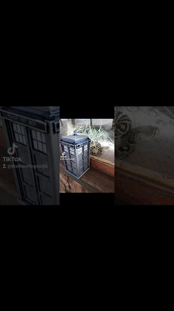 👉 #TARDIS VS #GATORLAND #DOCTORWHO #BIRDS #ALLIGATORS #GATORS 🎶 #DUELINGBANJOS 🎶 #SUBSCRIBE #SHORTS