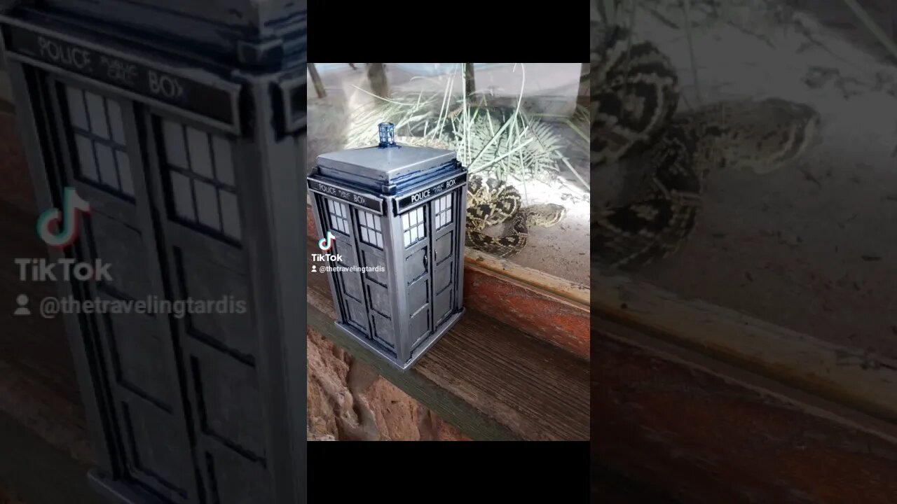 👉 #TARDIS VS #GATORLAND #DOCTORWHO #BIRDS #ALLIGATORS #GATORS 🎶 #DUELINGBANJOS 🎶 #SUBSCRIBE #SHORTS