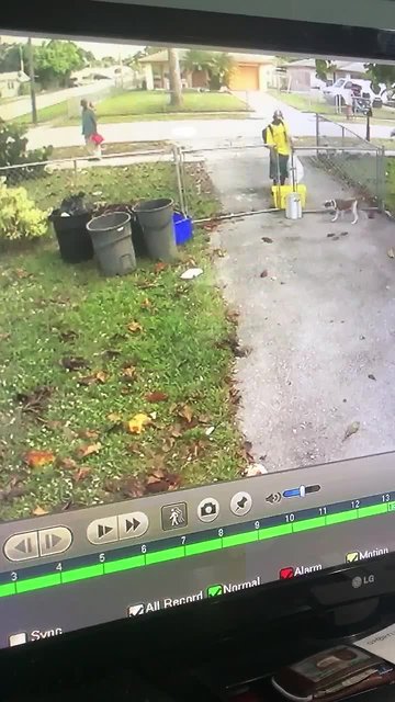 PBSO Dognapping suspect sought