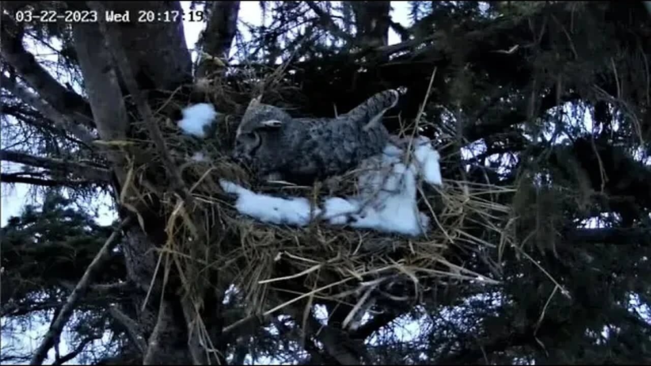 Egg Peek, Dinner, and Egg Roll 🦉 03/22/23 20:17