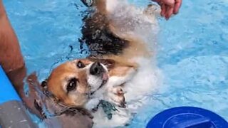 Cadela quer apenas boiar na piscina