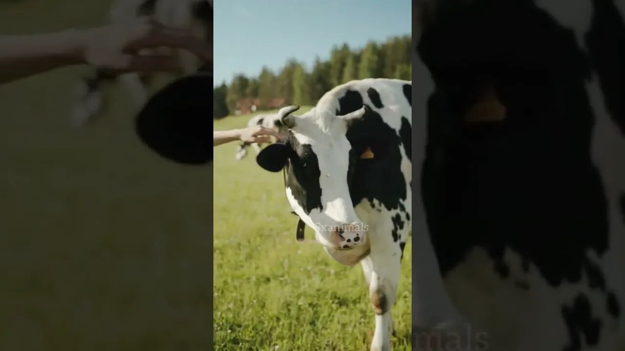 MINI COW 🐄 #shorts #youtubeshorts #shortvideo #viral #short