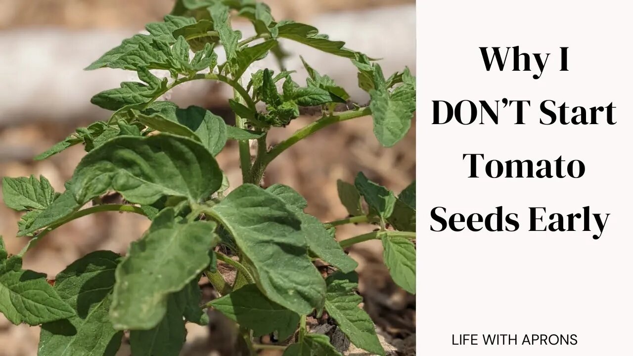 Why I Don't Start Tomato Seeds Early!