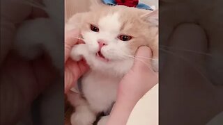 PLAYING CAT VIDEO MEAWWW