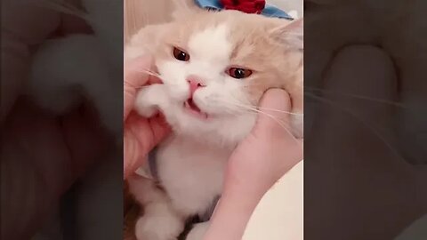 PLAYING CAT VIDEO MEAWWW