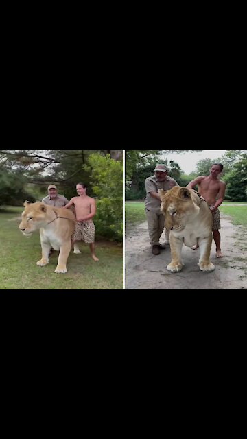😱😱😲 is this this biggest cat in the world 🐯😢😰