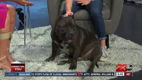 Pet of the Week: 3-year-old pitbull, Batman