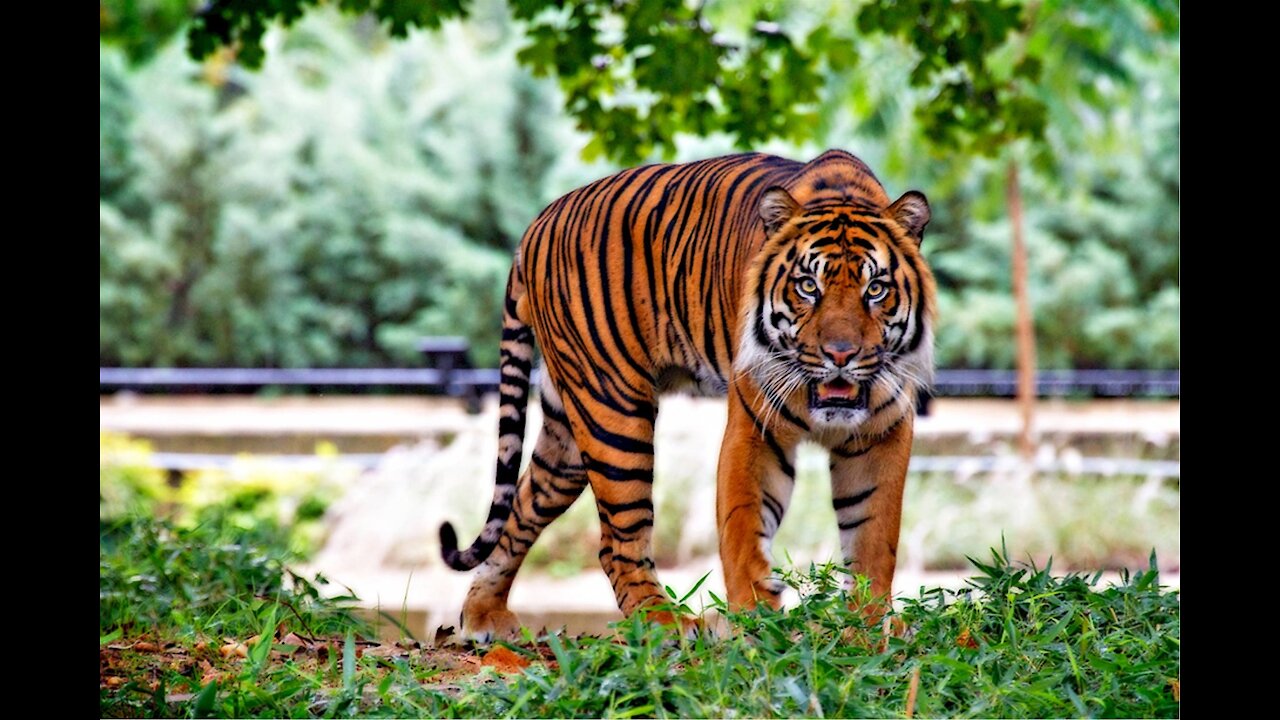 lion vs tiger -fight