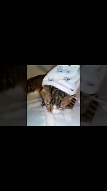 Baby Cat Wakes up #shorts