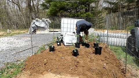 Getting the plants planted in the garden.