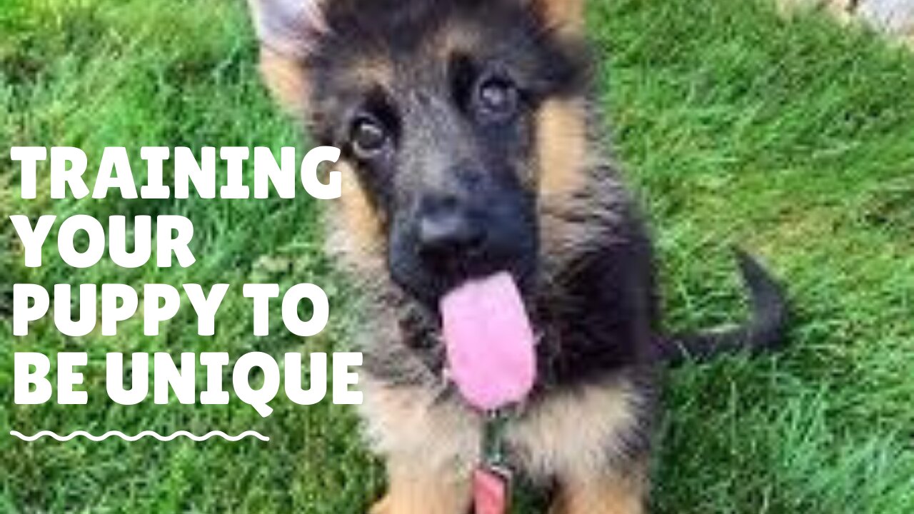 Training your dog to be brilliant and unique.