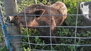 Okeechobee County Sheriff's Office looking for owner of boar hog