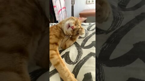 Cat Grooming Time 😻😺😽 #shorts