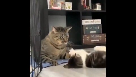 cat and kitty lovely I'm THE BOSS moment