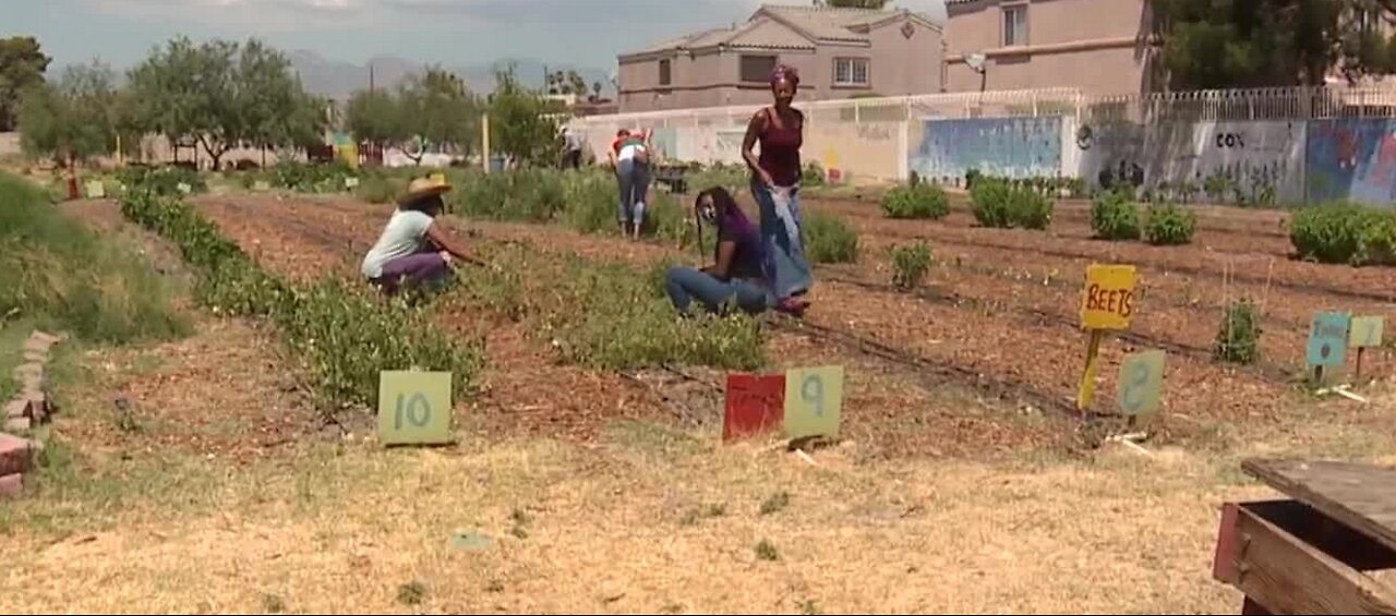 Gardening for your mental health