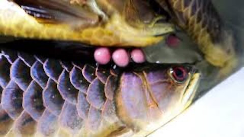 Arowana Taiwan