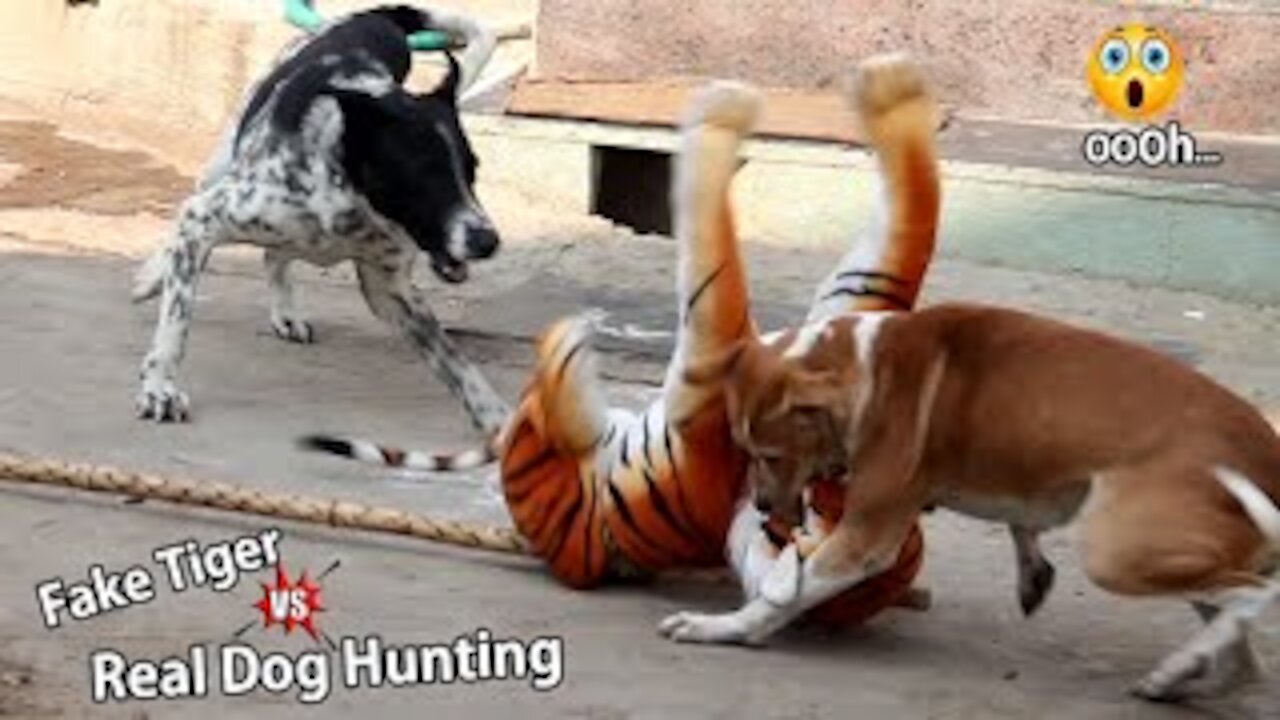 pranks dog with fake tiger.