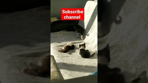 cats funny video#shorts#cats#catsanddogs #