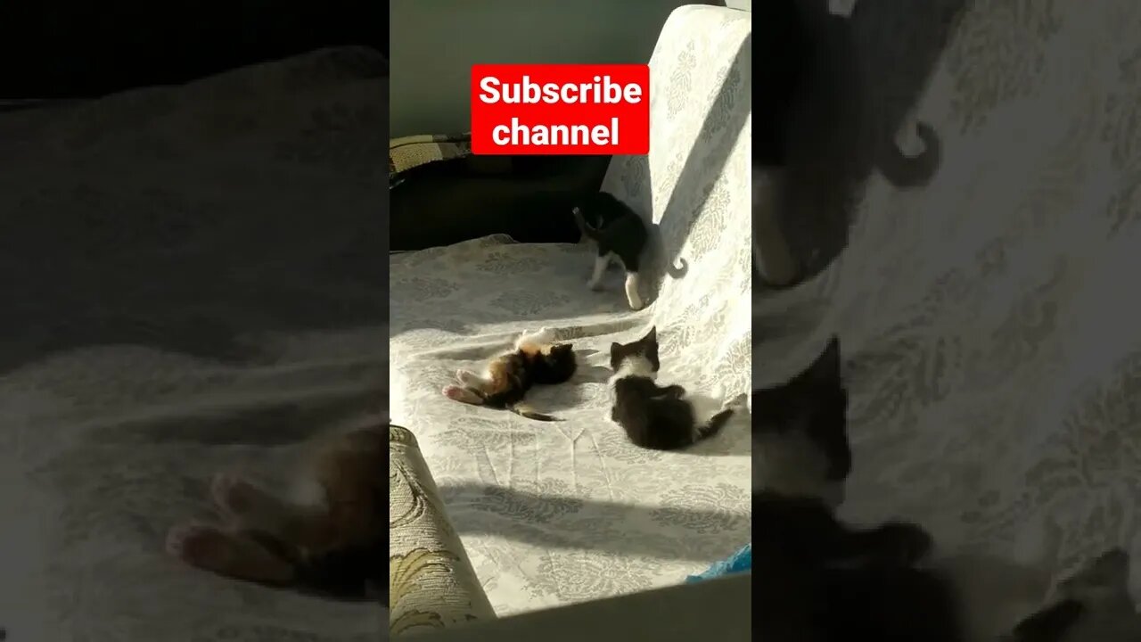cats funny video#shorts#cats#catsanddogs #