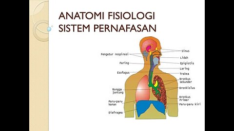 anatomi dan fisiologi sistem pernapasan manusia part 1