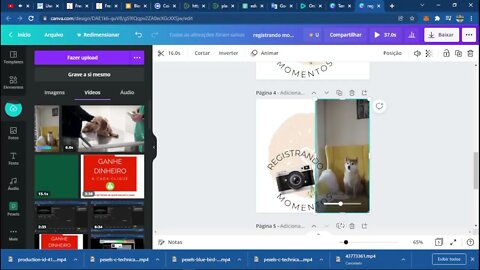 estrategia de videos animais 1