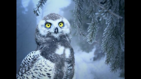 Cute Owl Enjoy Flying By Her wings On The Sky