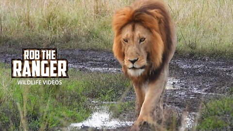 Half-Tail, King Of The Marsh Lion Pride | Maasai Mara Safari | Zebra Plains