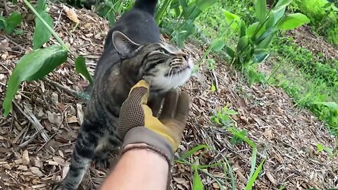 Planting White Turmeric