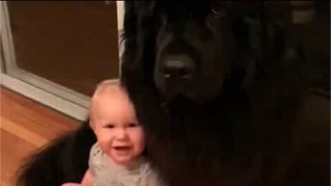 L'amitié adorable entre un gros chien et un bébé