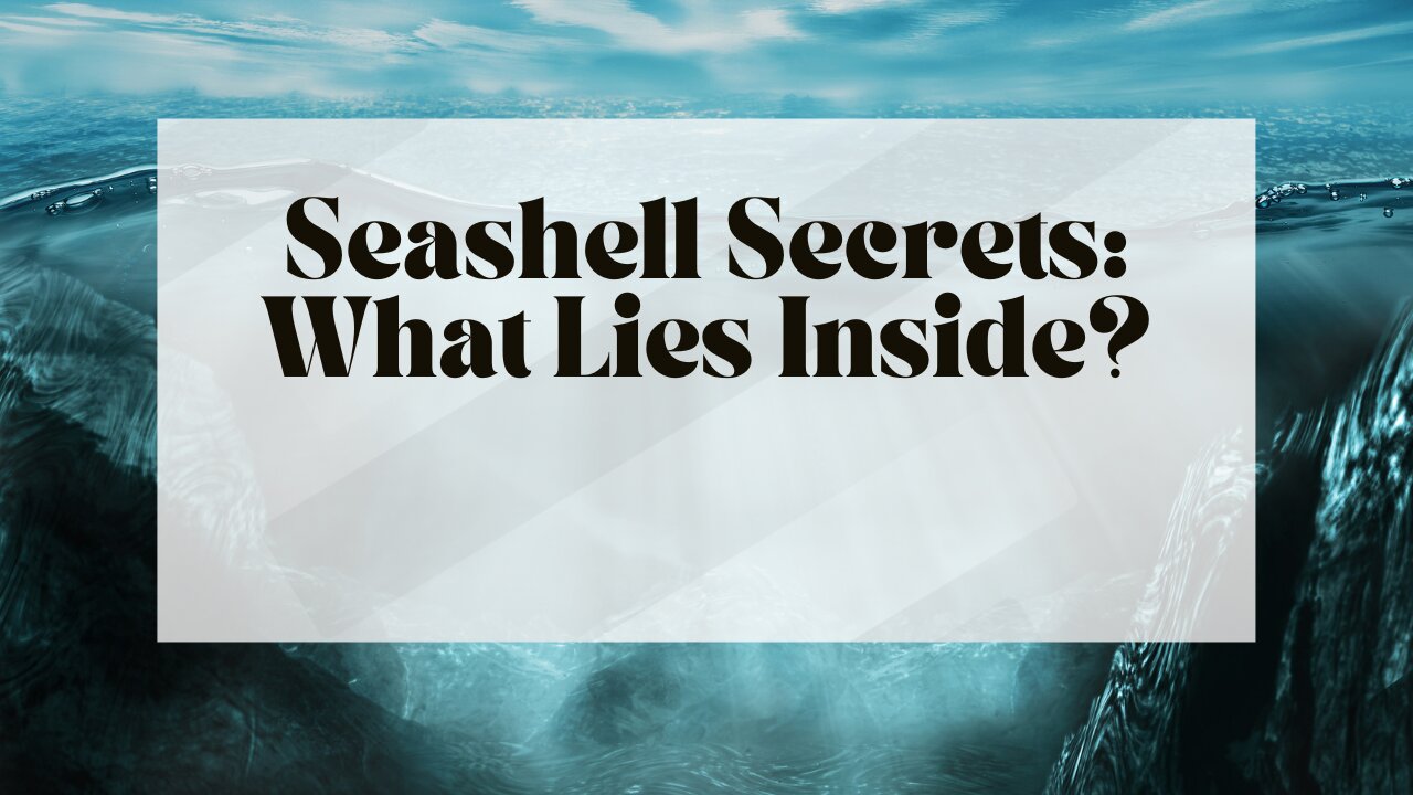 Seashell Secrets: What Lies Inside?