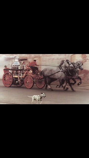 Dalmatians as Fire Dogs#shorts