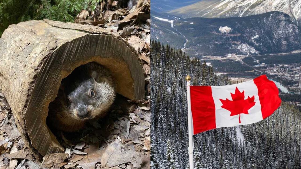 It's Groundhog Day & So Far There's Good News For Canadians Who Hate Winter