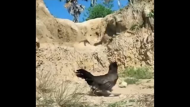 Chicken defends chick from hawk