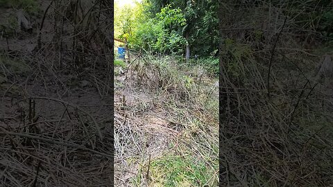 Goats at work #homesteading