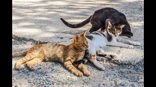 Gatos flagrados fazendo parkour dentro de carro