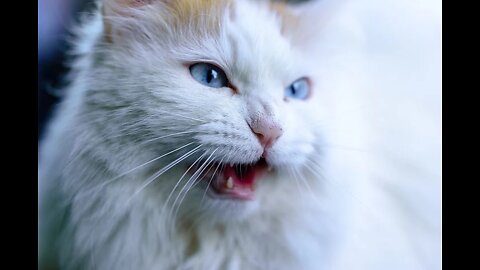Cute cat