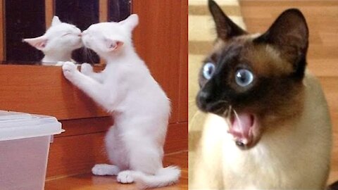 Watch these Funny Cat Reaction Videos - Impossible Not To Laugh