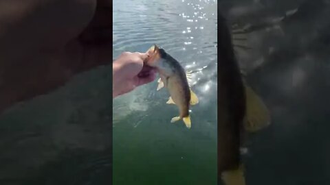 Little Bass on the BERKELEY WAR PIG