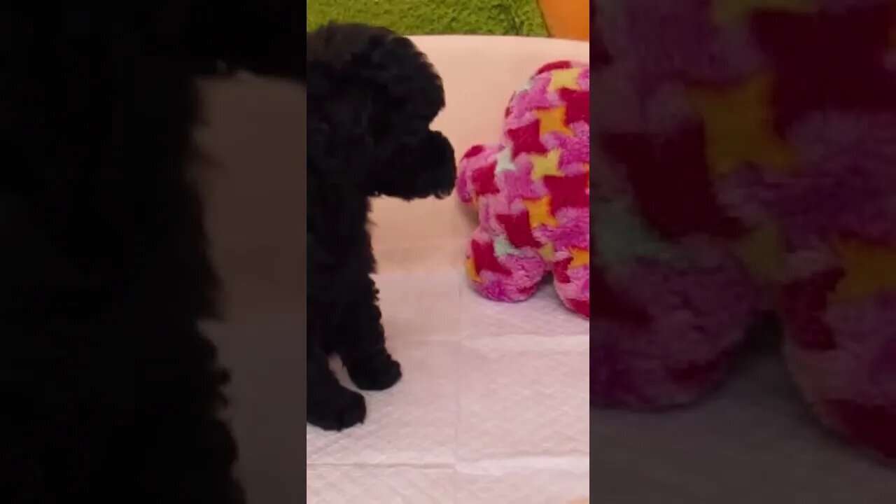 Funniest Cat and Dog Videos Compilation #100 #shorts