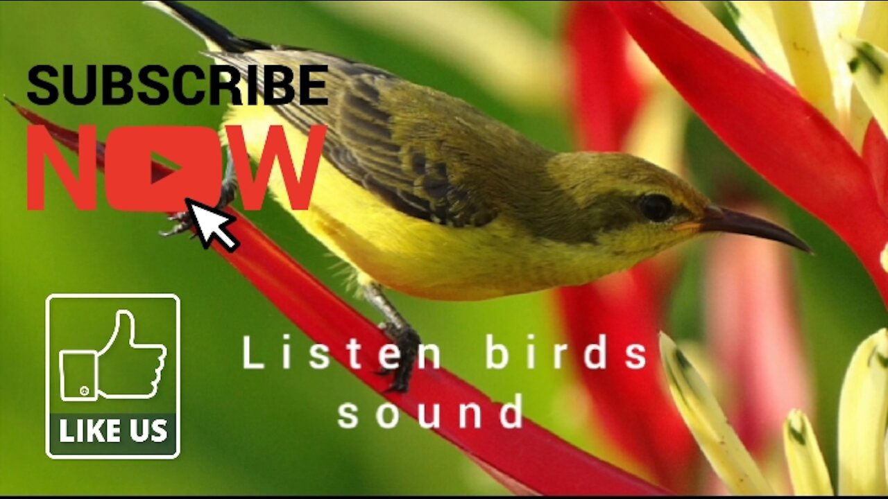 Birds chirping sound